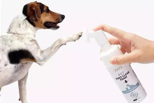 每天都遛狗,怎么轻松给狗洗爪子