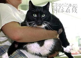 德国柏林一只6周岁大肥猫 体重竟达18公斤