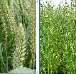 小麦和燕麦的功效区别 小麦和什么搭配最好