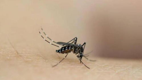 蚊子吸了艾滋病病人的血,然后又蜇了一个健康人的血,会被传染吗