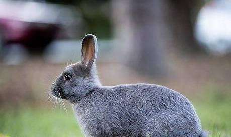兔子吃红薯拉稀了怎么办,兔兔拉稀怎么办