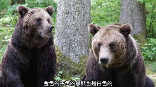 在野外不小心遇到熊该怎么办呢 