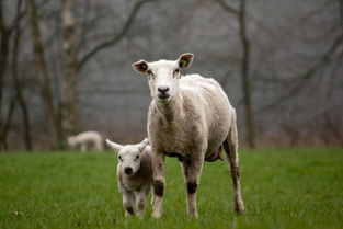 怀孕梦见羊