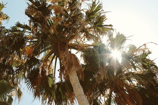 颜色 日光 风景 低角度摄影 自然 棕榈树 天空 太阳 阳光 树木 