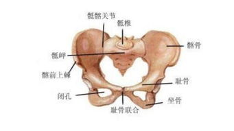 耻骨痛 打败众多孕妇,有这4种特征的产妇注意,别被找上门