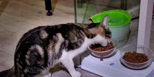 猫咪能吃的东西很多,这几样是最适合的,大家都知道吗