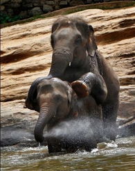 斯里兰卡大象孤儿院为15头新生小象取名 