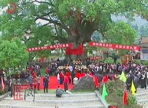 祭拜千年樟树王 弘扬民俗文化传绿播 图文视频 