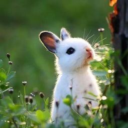 小作家学堂优秀作文选登 可爱的小白兔 