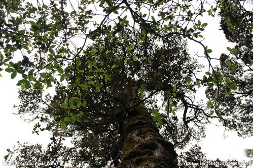 南酸枣树木图片大全,在西南有一种高大乔木，结果实，当地音“四眼狗”，果实酸甜，橄榄状，但更细长，果核较大，果肉很滑。