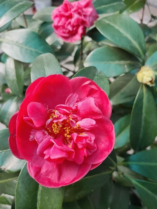 茶花的养殖方法家里如何养好茶花,茶花的