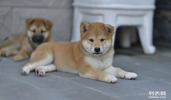 柴犬币价格今日行情价格,市场概况 柴犬币价格今日行情价格,市场概况 NTF