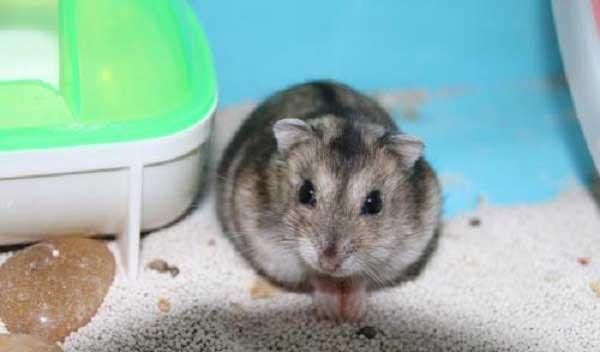 宠物仓鼠的品种有哪些 它们的外形特征和性格是怎样的