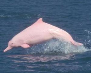 中华白海豚