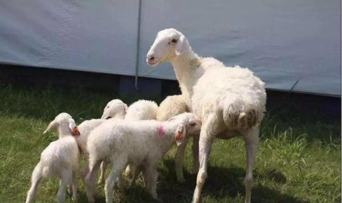 2021想养母羊的进 8点经验,教你挑选母羊
