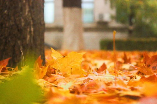 关于怀念秋天的诗句有哪些