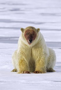 摄影师拍到北极熊分食海象 满身血迹欲登船 