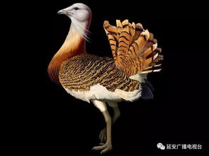 宝塔区 救治受伤 大鸟 竟是国家一级保护动物
