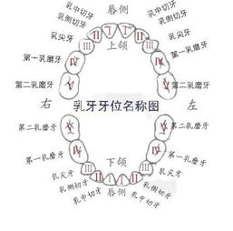 每一颗牙齿是不是都有一个称呼 