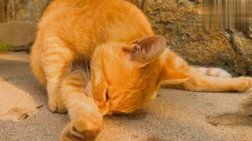 农村猫片 从这只猫的表情能看出,它感觉这只橘猫是个沙雕 