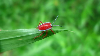 红小昆与美眼苍蝇