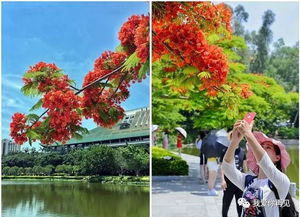 厦门大学校花凤凰花(厦门大学十大女神)