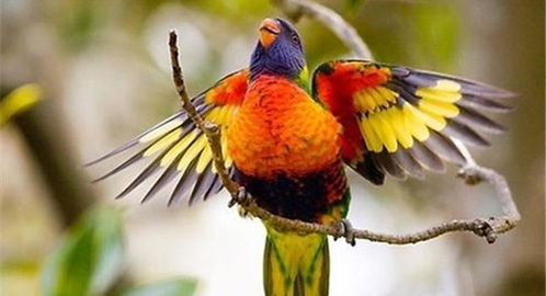 实拍世界上颜色最鲜艳的10种动物 