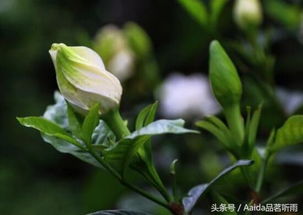 栀子花 花苞不长,栀子花：花苞不长的