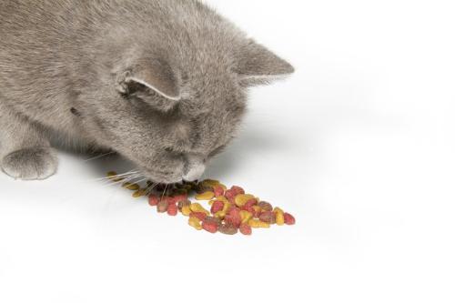 被猫吃过的食物还可以吃吗 