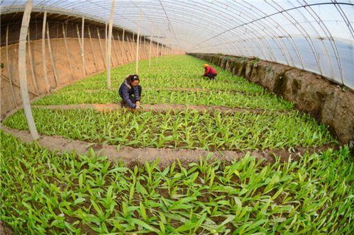 设施蔬菜示范区简介范文（全国第一个综合性农业开发区？）