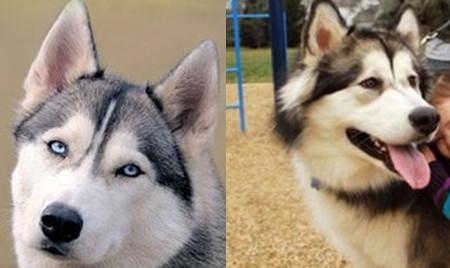 阿拉斯加雪橇犬和哈士奇的区别 应该怎么区分
