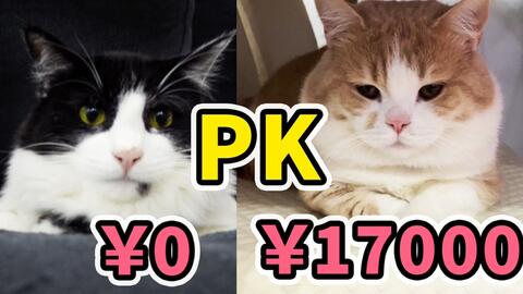 流浪猫和纯种猫 0元领养的流浪猫和17000买的纯种猫养起来有什么区别