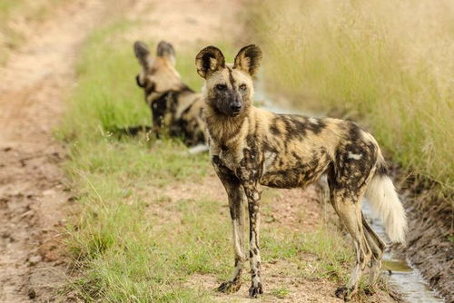 african wild dog bite force,African Wild Dog Bite Force: A Detailed Look