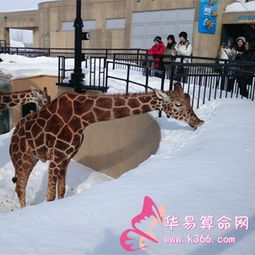 梦见吃雪