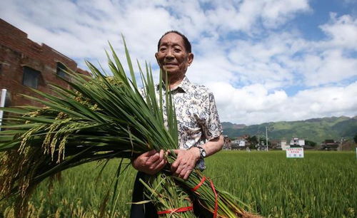 传承是最好的怀念 袁隆平爷爷关于成功的八字真言,孩子们应铭记