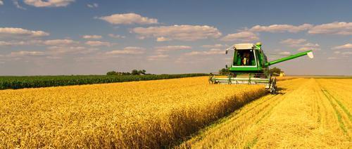 今年小麦价格持续上涨,为何农民不愿意卖小麦