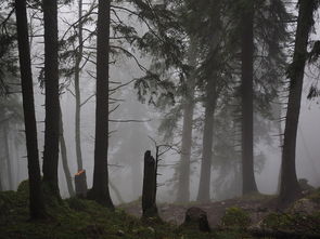 迷失在暮色森林，回不去了——探寻心灵深处的奥秘