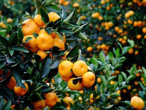 桔子成熟的季节是几月,哪个季节能吃到橘子