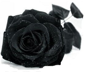 哪种黑玫瑰花代表对死者的纪念 