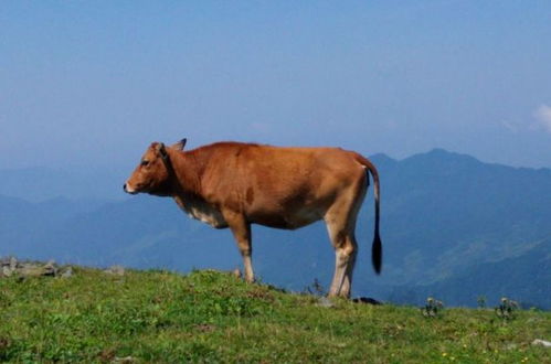 生肖牛晚年能否享清福 尤其是49岁的 大金牛 ,一起看看吧