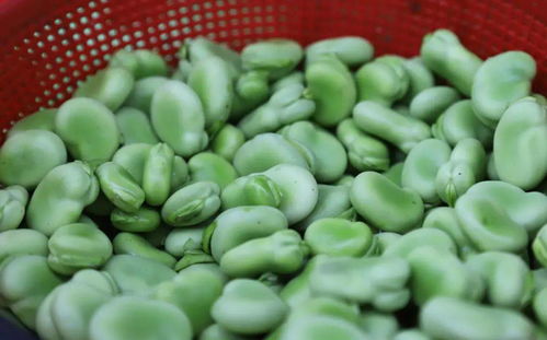 蚕豆为什么叫蚕豆呢,蚕豆的命名与它的种植历史有关 - 醉梦生活网