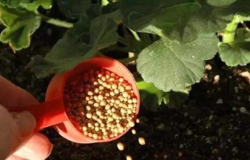 种花最好使用什么肥料,种花必备：最佳肥料选择，让你的花园繁花似锦！