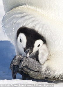 温馨瞬间 小企鹅在酷寒南极享受母爱温暖 三 
