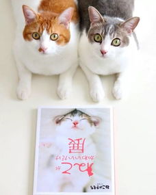双子猫的成长影像日记