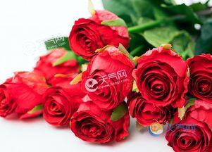 收到玫瑰花怎么养久一点 花瓶养玫瑰花怎样让花开更久 