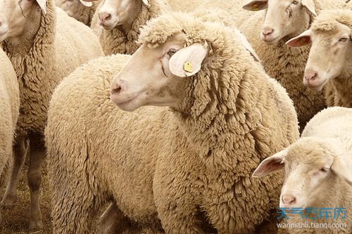 属羊人的贵人生肖是谁 属羊人命中注定的贵人