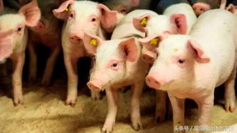丹麦皇冠突然杀入中国,颠覆中国养猪业的变革蓄势待发 