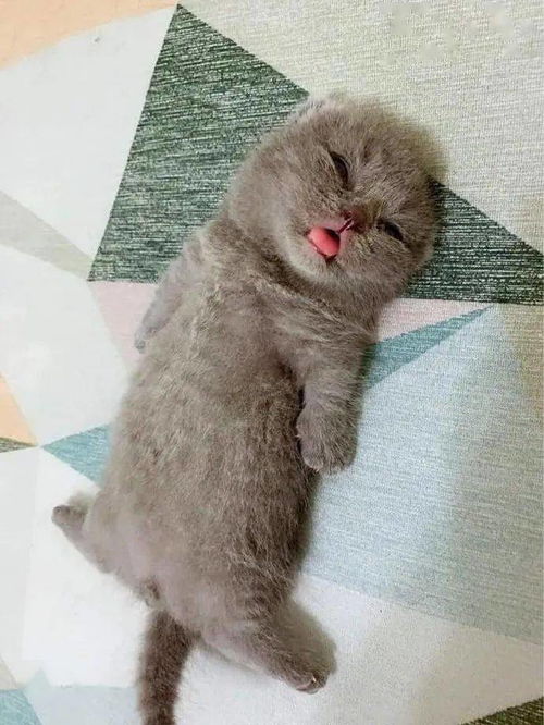 小奶猫睡觉吐着舌头,太可爱了 