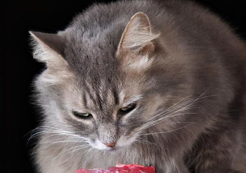 猫咪不能吃的 几种肉 ,你可能还在犯错