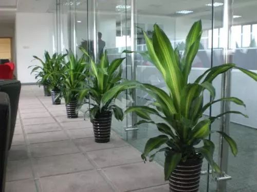 办公室养什么绿植,办公室必备！养这几种绿植，让你的工作更舒适、心情更愉悦！